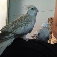 کوتوله و عروس وقفس|پرنده|قم, نیروگاه|دیوار