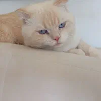 گربه اسکاتیش نر یک سال و نه ماه