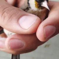 سهره جوجه تازه صاف کلکسیونی