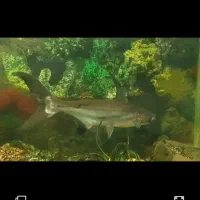 ماهی پنکوسه