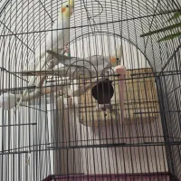 جفت عروس هلندی