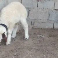 بزبره خروس مرغ قاز