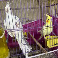 عروس هلندی