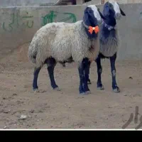 گوسفند زنده ی افشار در ولد باد بزرگ