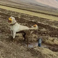 سگ پژدر نر|سگ|صحنه, |دیوار