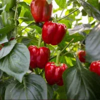 فروش زمین گلخانه ای دارای مجوز در منطقه عزیزآباد