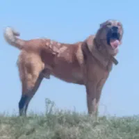 سگ سرابی