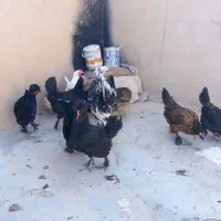 مرغ و خروس تخم گذار|حیوانات مزرعه|گراش, |دیوار