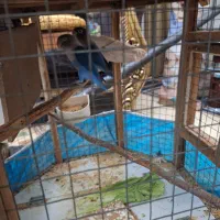 طوطی برزیلی