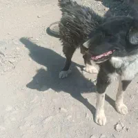 سک نگهبان قدر جونی