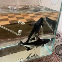 ماهی|ماهی|کرج, گلشهر|دیوار