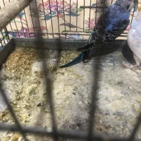 مرغ عشق نر|پرنده|تهران, نعمتآباد|دیوار