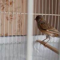 قناری|پرنده|مشهد, هنرستان|دیوار