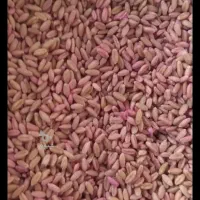 بذر گندم ۲۵ هزار تومن