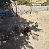 فروش بوقلمون برنز