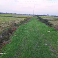 شالیزار مناسب کاشت کیوی