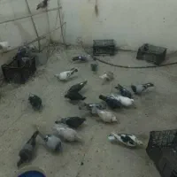 کبوتر جدید