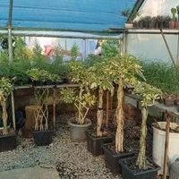 گلخانه ابریشم|گل و گیاه طبیعی|گوراب زرمیخ, |دیوار