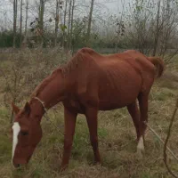 مادیان تروبرد|اسب و تجهیزات اسب‌سواری|خشکبیجار, |دیوار