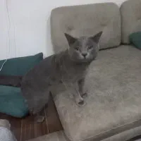 گمشده گربه طوسی مژدگانی