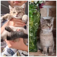 گربه بریتیش ماده