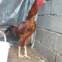 خروس لاری|حیوانات مزرعه|رشت, چله خانه|دیوار