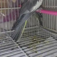 یک جفت عروس هلندی لوتینو وخاکستری به شرط تخم|پرنده|تربت جام, پاسداران|دیوار