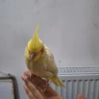 جوجه عروس هلندی