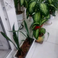 حراج وسایل|حراج|سنندج, |دیوار