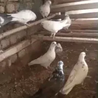 5 جفت تهرونی مایه کفتر