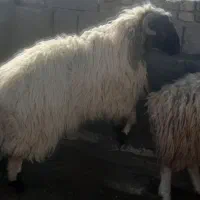 قوچ تخمی شیره دار تیز ران