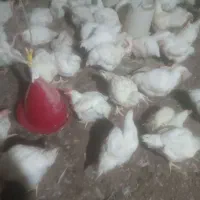 مرغ گوشتی