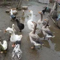 غاز نر با مرغ و خروس