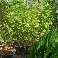 گل ونهال وگلدان درمهرستان|گل و گیاه طبیعی|مهرستان, |دیوار