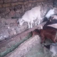 بزغاله سالم