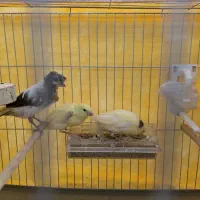 جوجه قناری