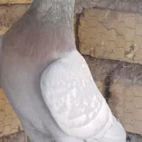 دسته کفتر پلاکی و جفت شوریستر|پرنده|شیراز, دانشگاه شیراز|دیوار