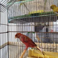 فروش قناری ماده|پرنده|فردیس, شهرک شهید حسینی|دیوار