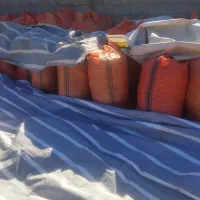 بادام زمینی