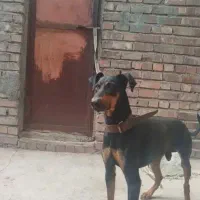 سگ دوبرمن نر