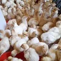 جوجه بوقلمون بیوتی ۶ زرین جوجه