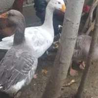 فروش غاز محلی،وزن کلا 11کیلو هست|حیوانات مزرعه|رحیمآباد, |دیوار