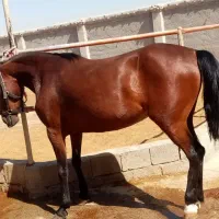 اسب مادیون سواری دار