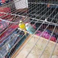 یک جفت مرغ عشق نر وماده