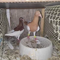 چندجفت کفترنروماده