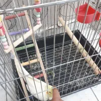 عروس هلندی لوتینو کاملا رام