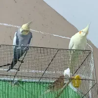 یک جفت عاروس هلندی|پرنده|اردکان, |دیوار