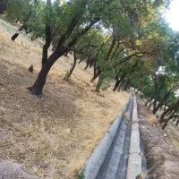 زمین باغ فروشی|فروش دفتر صنعتی، کشاورزی، تجاری|پاریز, |دیوار