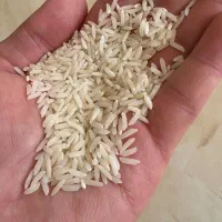 برنج اعلا هاشمی طالش