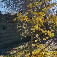 گل یوکا وپیوندی یاس هلندی و ژینگو|گل و گیاه طبیعی|رودسر, |دیوار